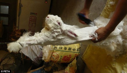 Ban Angora Rabbit Fur PETA